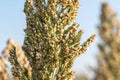 Close up Millet or Sorghum in field of feed for livestock Royalty Free Stock Photo