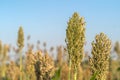 Close up Millet or Sorghum in field of feed for livestock Royalty Free Stock Photo