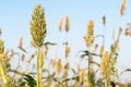 Close up Millet or Sorghum in field Royalty Free Stock Photo