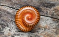 Close up Millipede (Blaniulidae) in defensive pos Royalty Free Stock Photo
