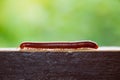 Close up millipede crawling on the surface