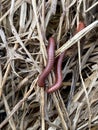 Millipede on dry grass Royalty Free Stock Photo