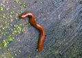 Close up of the millipede on green moss wall Royalty Free Stock Photo