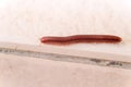 Millipede in Martinique Royalty Free Stock Photo