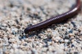 Close-up of a millipede