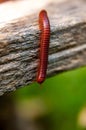 Close up of the millipede Royalty Free Stock Photo