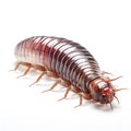 close up of millipede on white background with clipping path.