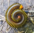 Close up of a millipedes