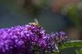Close up from a mimic hoverfly Syrphidae on buddleia blossoms