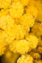 Close-up of the mimosa