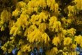 Close-up of Mimosa in Bloom, Silver Wattle, Acacia Dealbata Royalty Free Stock Photo