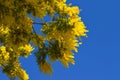 Close-up of Mimosa in Bloom, Silver Wattle, Acacia Dealbata Royalty Free Stock Photo