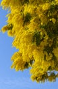 Close-up of Mimosa in Bloom, Silver Wattle, Acacia Dealbata Royalty Free Stock Photo