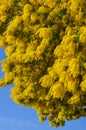 Close-up of Mimosa in Bloom, Silver Wattle, Acacia Dealbata Royalty Free Stock Photo