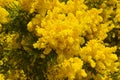 Close-up of Mimosa in Bloom, Silver Wattle, Acacia Dealbata Royalty Free Stock Photo