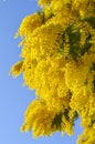 Close-up of Mimosa in Bloom, Silver Wattle, Acacia Dealbata Royalty Free Stock Photo