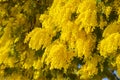 Close-up of Mimosa in Bloom, Silver Wattle, Acacia Dealbata Royalty Free Stock Photo