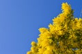 Close-up of Mimosa in Bloom, Silver Wattle, Acacia Dealbata Royalty Free Stock Photo