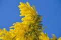 Close-up of Mimosa in Bloom, Silver Wattle, Acacia Dealbata Royalty Free Stock Photo