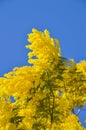 Close-up of Mimosa in Bloom, Silver Wattle, Acacia Dealbata Royalty Free Stock Photo