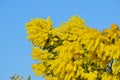 Close-up of Mimosa in Bloom, Silver Wattle, Acacia Dealbata Royalty Free Stock Photo