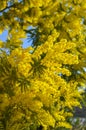 Close-up of Mimosa in Bloom, Silver Wattle, Acacia Dealbata Royalty Free Stock Photo