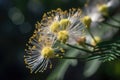 close-up of mimosa flower, with its dainty petals and delicate fragrance