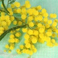 Close-up of mimosa flowers