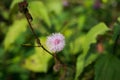 Close up of Mimosa pudica also known as shame plant or shameplant, sensitive, sleepy, action, touch-me-not, zombie plant.