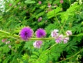 Close-up on ultra violet mimosa flowers Royalty Free Stock Photo