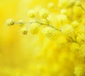 Close-up of mimosas yellow spring flowers on defocused yellow background. Very shallow depth of field. Selective focus Royalty Free Stock Photo