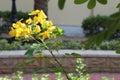 Close-up of mimosas yellow spring flowers on defocused yellow background. Very shallow depth of field. Selective focus.