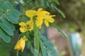 Close-up of mimosas yellow spring flowers on defocused yellow background. Very shallow depth of field. Selective focus.