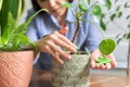 Close-up of mineral fertilizers sticks in hands, home indoor pots with plants background