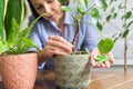 Close-up of mineral fertilizers sticks in hands, home indoor pots with plants background