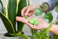 Close-up of mineral fertilizers sticks in hands, home indoor pots with plants background