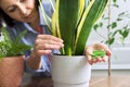 Close-up of mineral fertilizers sticks in hands, home indoor pots with plants background