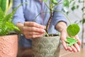 Close-up of mineral fertilizers sticks in hands, home indoor pots with plants background