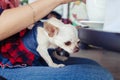 A close-up of a mini chihuahua sitting on the lap of its owner. The girl is sitting in a cafe. There is a cake and coffee on the