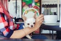 A close-up of a mini chihuahua sitting on the lap of its owner. The girl is sitting in a cafe. There is a cake and coffee on the