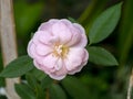 Close up mini Fairy Rose flower