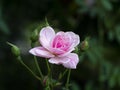 Close up mini fairy rose flower