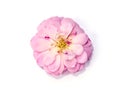 Close up mini fairy rose flower