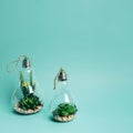 close up mini set succulents arrangement light bulb. High quality photo