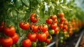 Close-up of Mini Tomatoes in a Greenhouse with Beautiful Hue AI Generated