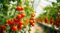 Close-up of Mini Tomatoes in a Greenhouse with Beautiful Hue AI Generated