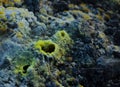 Close up of a mini volcanic fumarole surrounded by delicate sulphur crystals