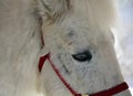 Close up of Miniature horse Royalty Free Stock Photo