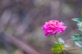 Close-up of miniature pink rose flower blooming with natural background in the garden Royalty Free Stock Photo