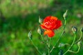 Close-up of miniature red roses flower blooming with natural background in the garden Royalty Free Stock Photo